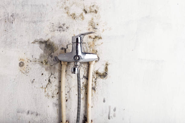 Best Same-Day Mold Removal  in Westmoreland, TN