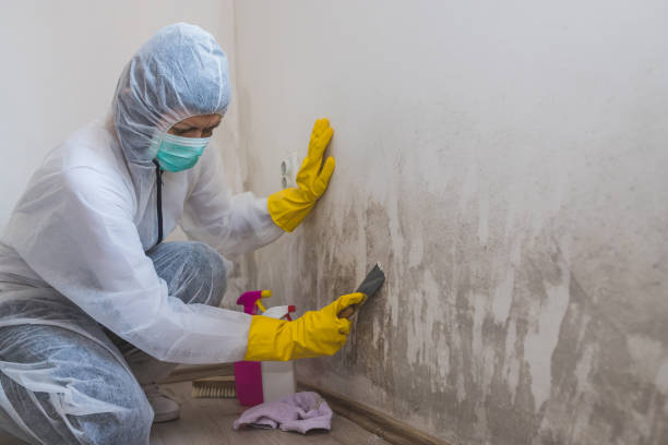 Best Commercial Mold Removal  in Westmoreland, TN