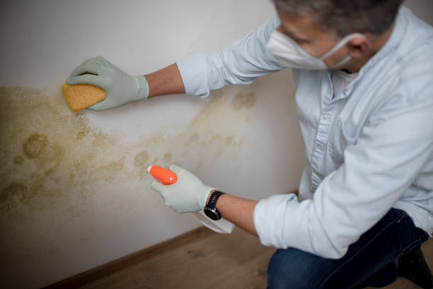 Best Fast Mold Removal  in Westmoreland, TN