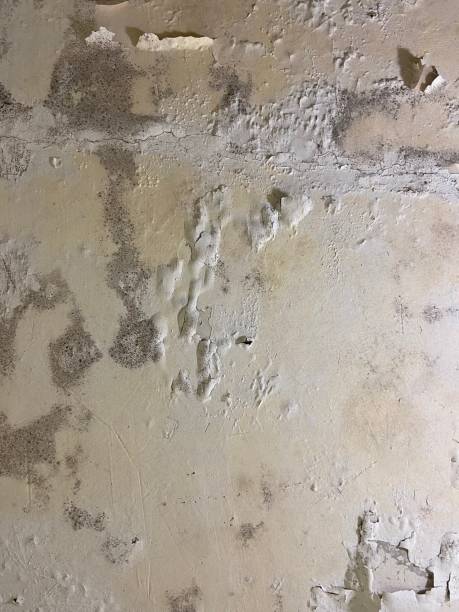 Best Same-Day Mold Removal  in Westmoreland, TN