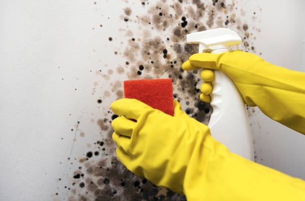 Mold Removal Process in Westmoreland, TN