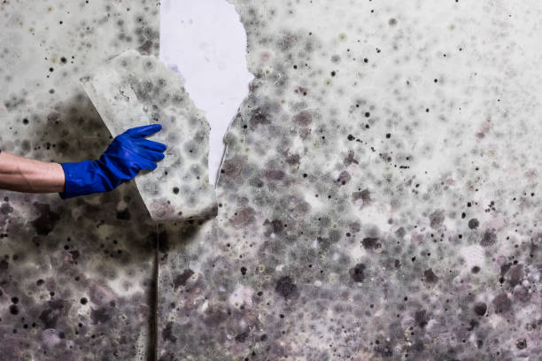 Best Office Mold Removal Services  in Westmoreland, TN